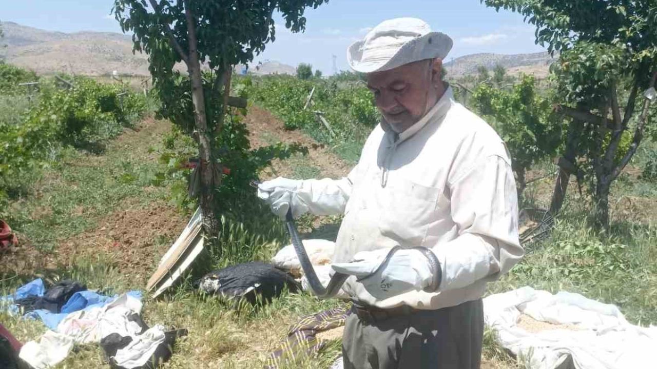 Batman’da bir vatandaş yakaladığı yılanı doğaya bıraktı