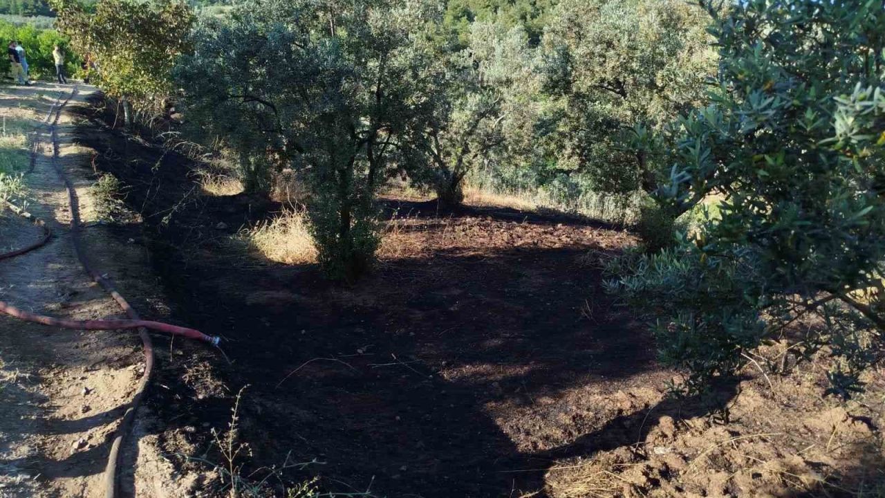 Bilecik’te zeytin tarlasında çıkan yangın korkuttu