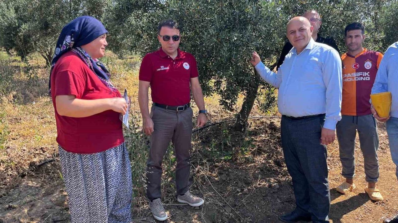 Buldan’da zeytin sineğine karşı fenomen tuzak dağıtıldı