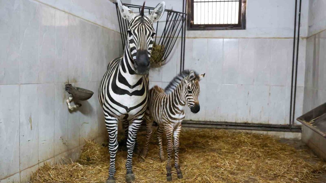 Bursa Hayvanat Bahçesi’nde zebra ailesi büyüyor