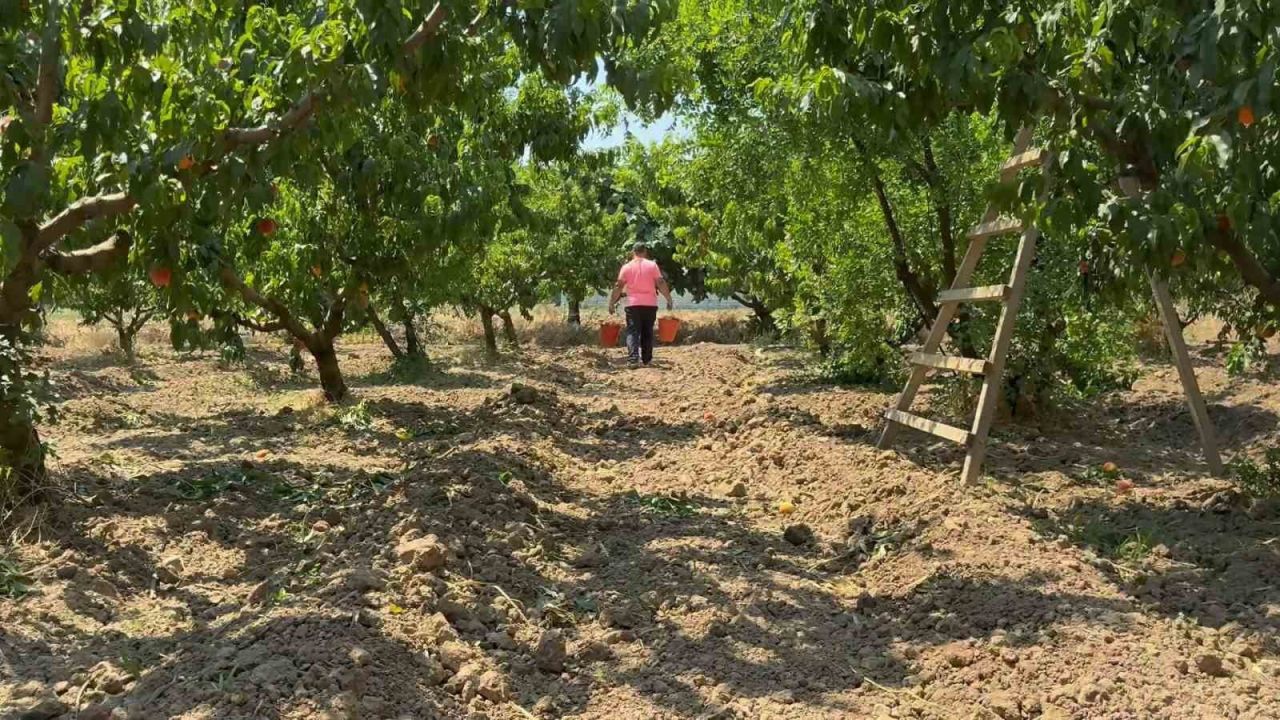 Bursa şeftalisinde hasat başladı