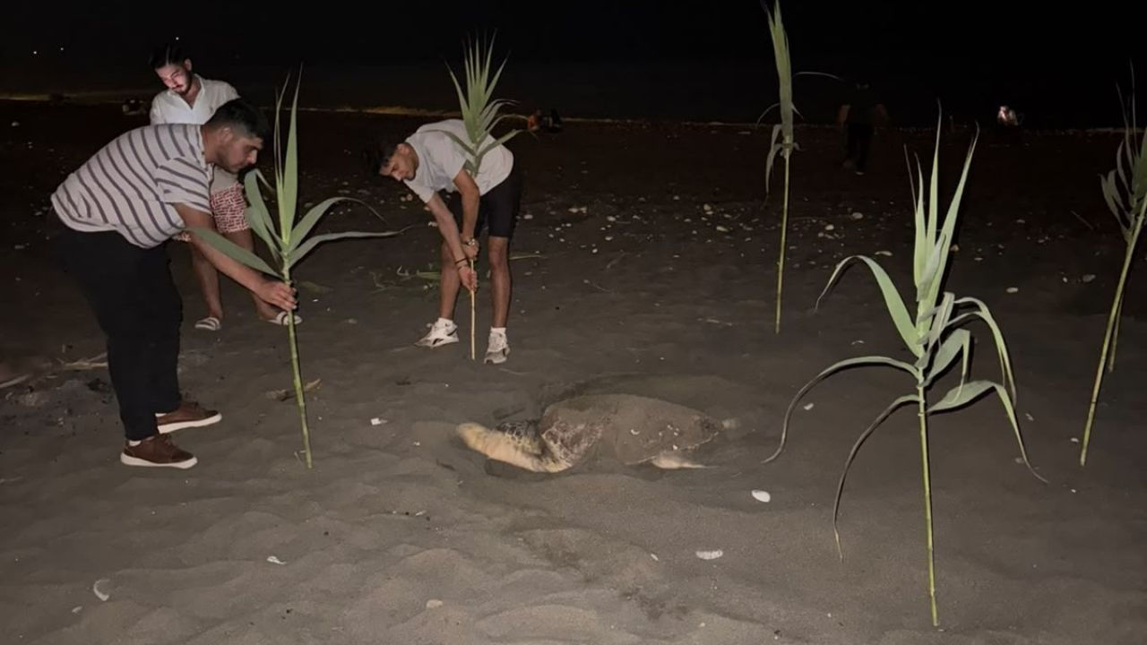 Caretta carettayı yuva yaparken gören gençler, duyarlılık gösterdi önlem aldı