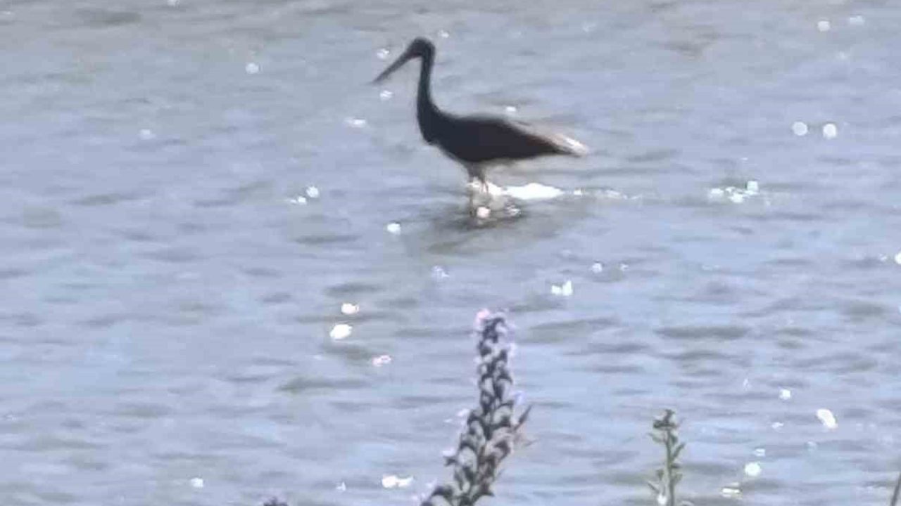Çoruh Nehri’nde balık avlayan kara leylek kamerada