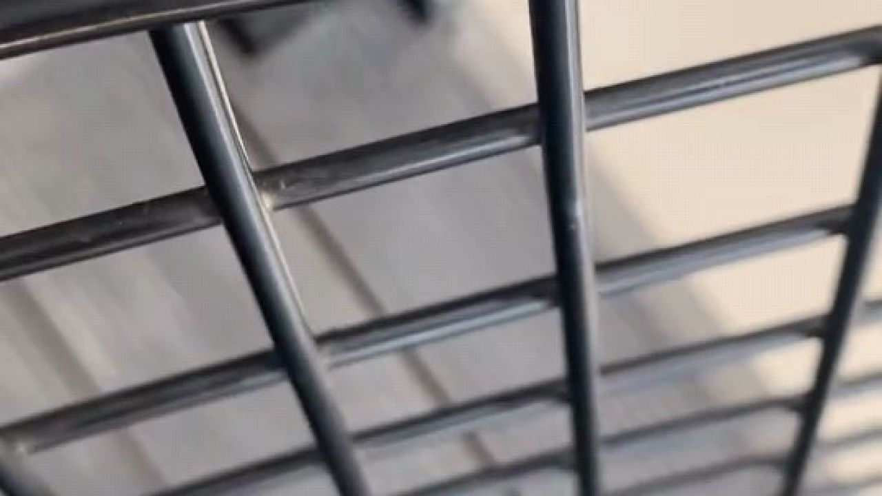 Dantel böceği İnegöl’de görüntülendi