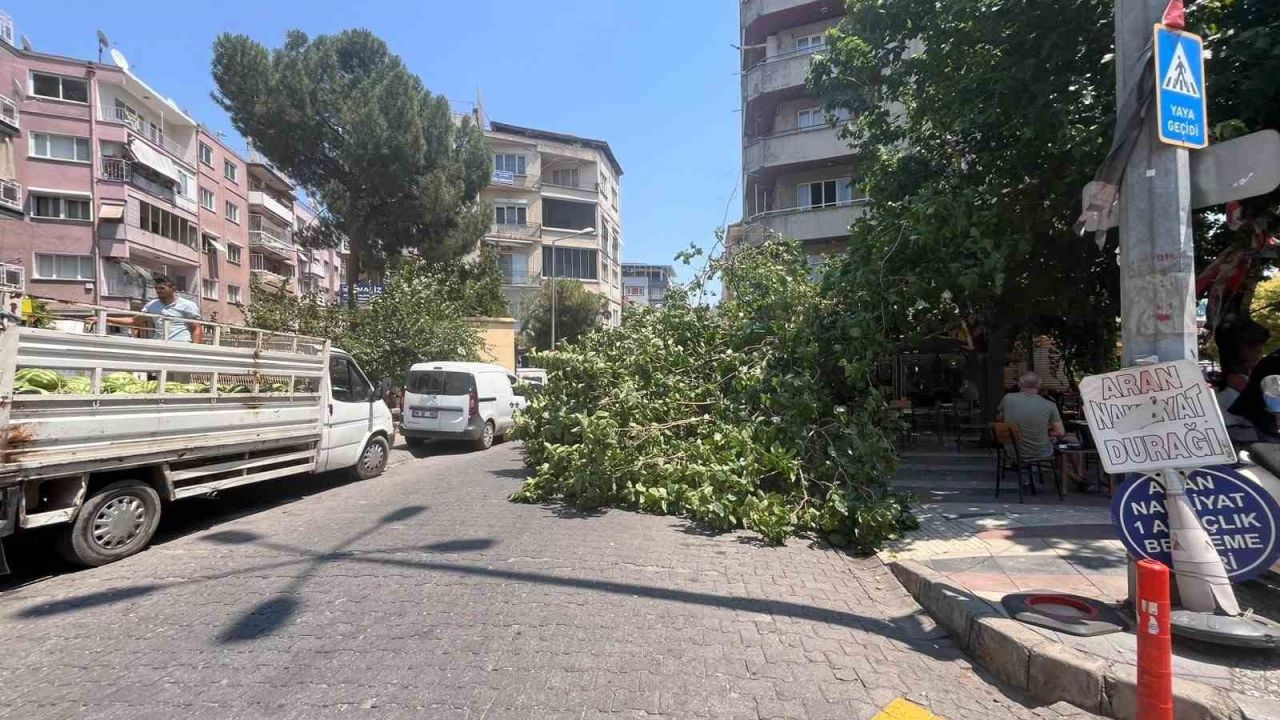 Devrilen ağaç iki araca zarar verdi