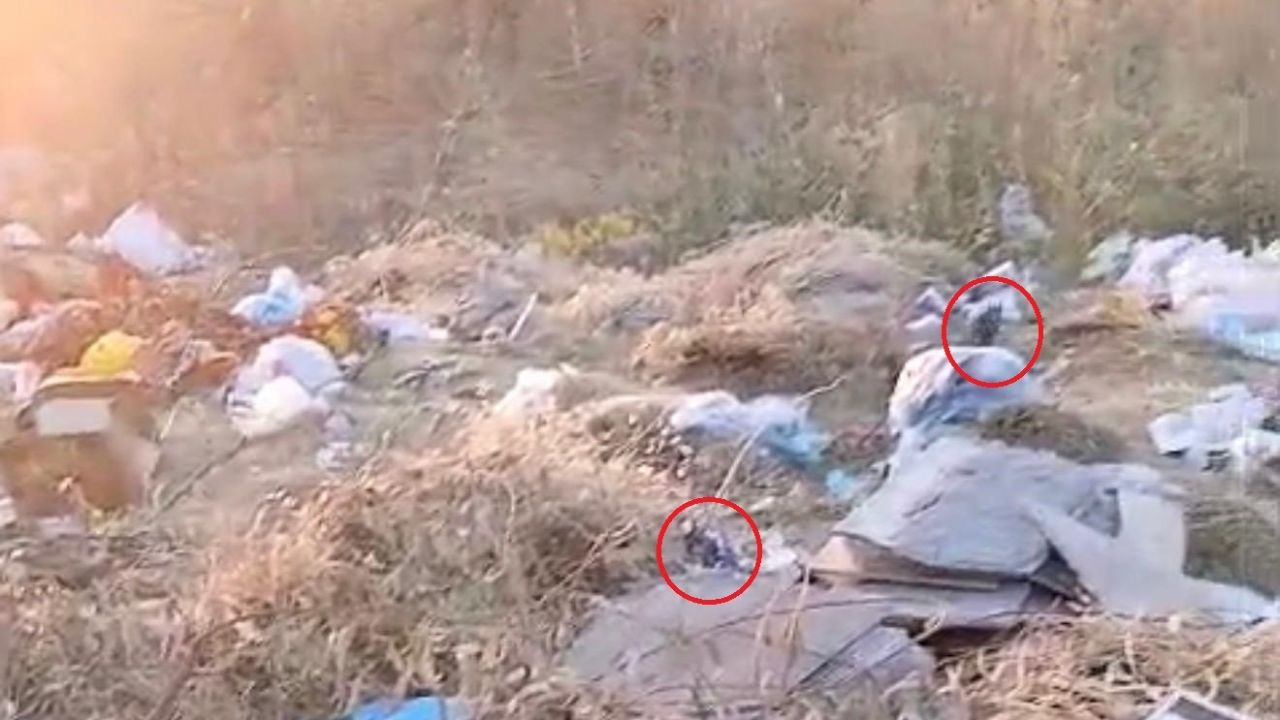 Diyarbakır’da boş arazideki çöpler fare yuvasına döndü