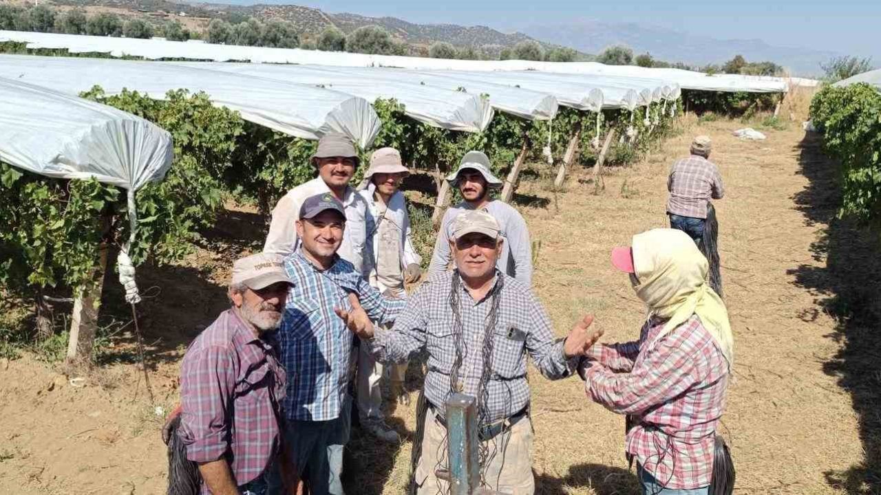 Dünyaca ünlü Sultaniye üzümüne beyaz kalkan
