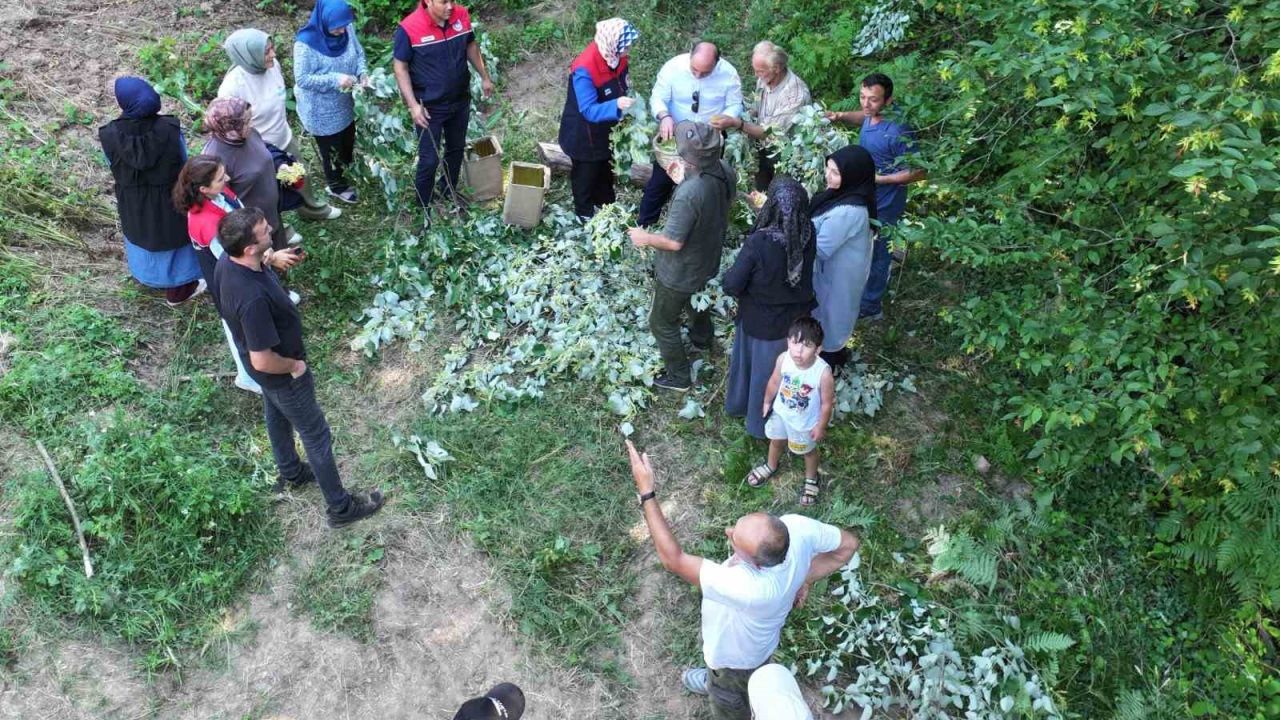 Düzce’de ıhlamur hasadı başladı