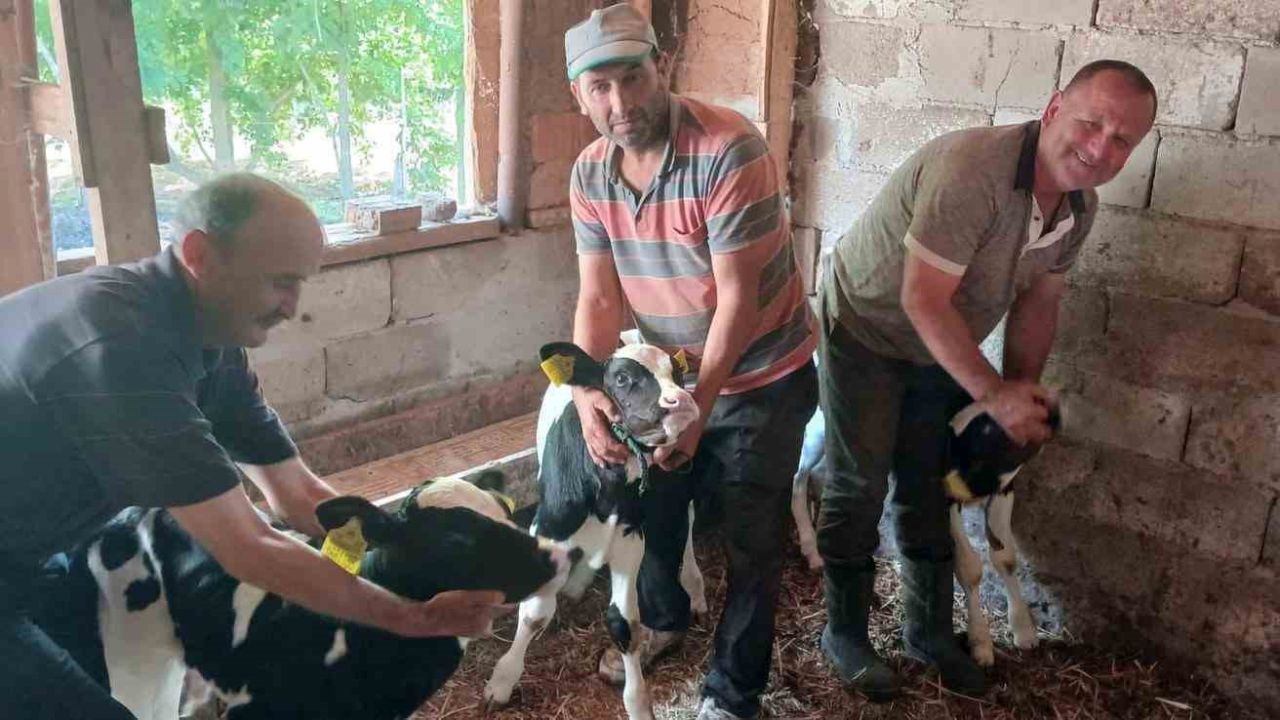 Edirne’de besicinin üçüz buzağı sevinci