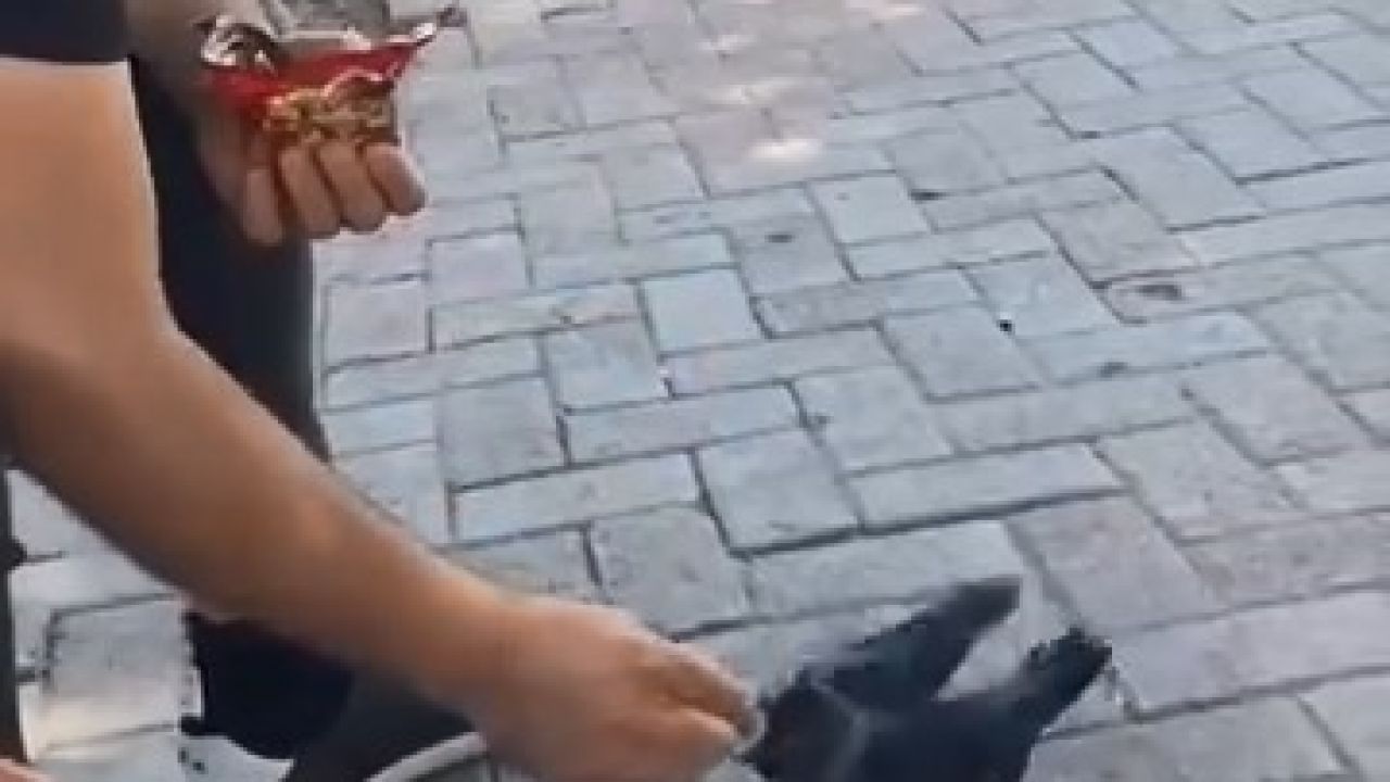Elazığ’da bir vatandaş, kargayı elleriyle besledi
