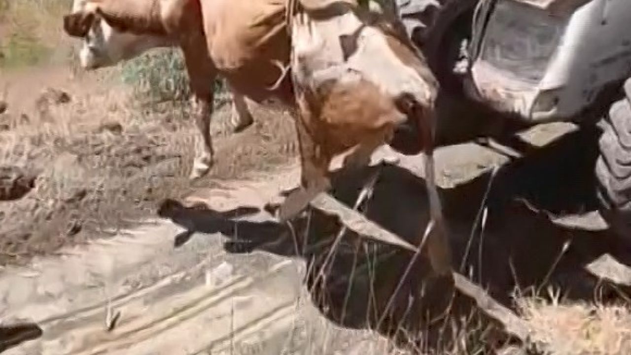 Elazığ’da uçurumdan yuvarlanan inek kurtarıldı