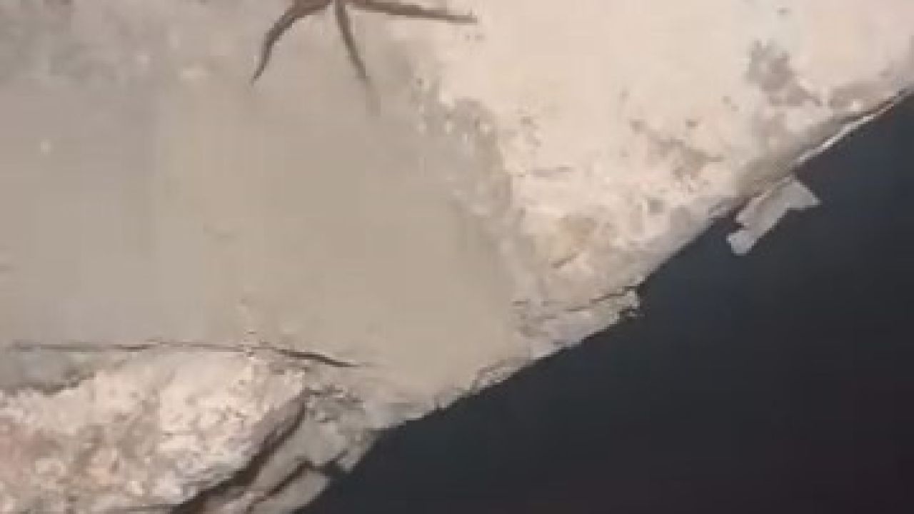 Elazığ’da zehirli sarıkız örümceği görüldü