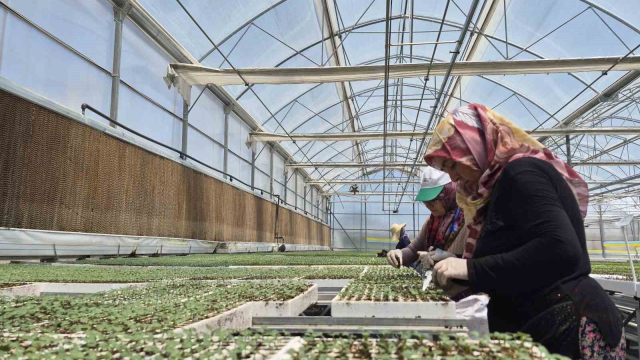 Eskişehir’de jeotermal ve İtalyan teknolojili fide üretimi yapılıyor