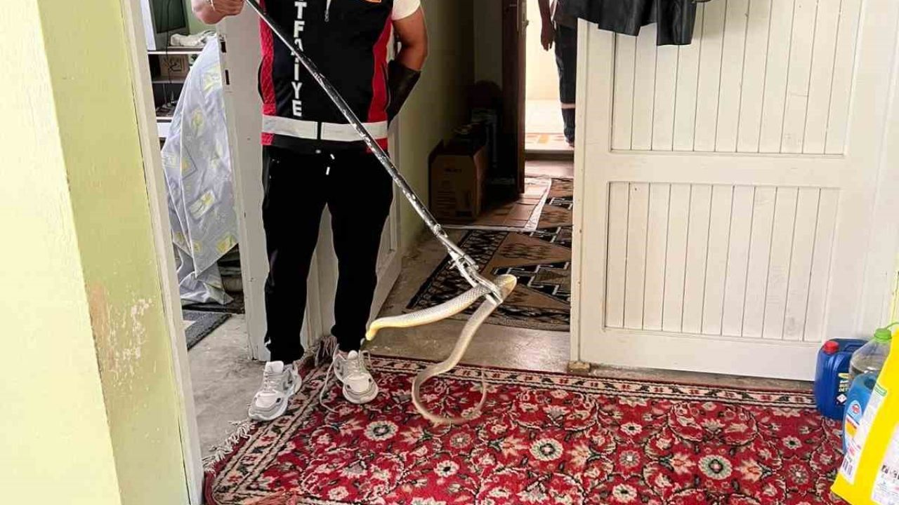 Evde yılan paniği