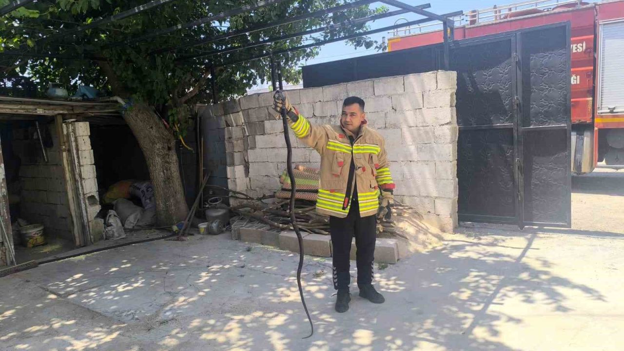 Evin bahçesinde görülen 2 karayılan paniğe neden oldu