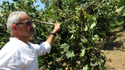 Fındıkta yeni hasat sezonu öncesi fiyatlar geriledi, gözler alım fiyatında