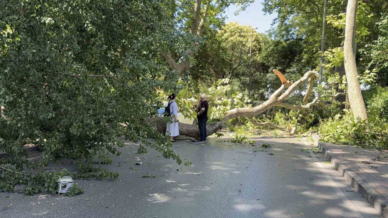 Florya’da asırlık çınar aracın üzerine devrildi, yol trafiğe kapandı