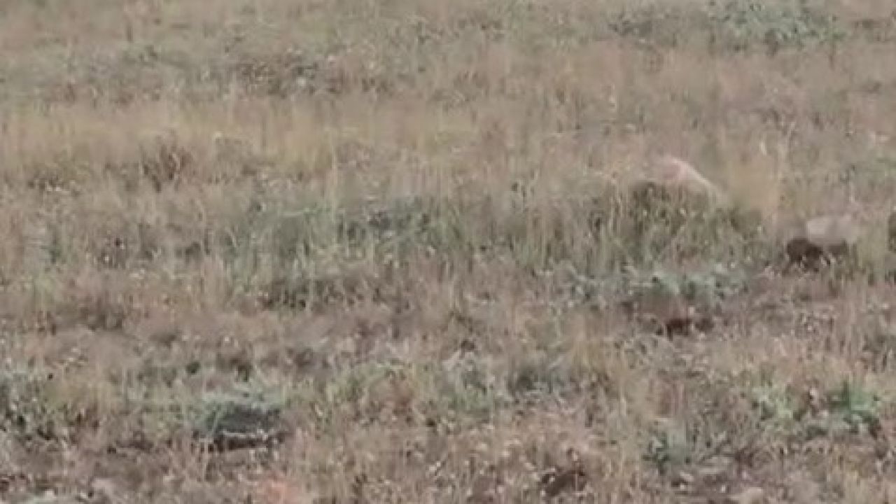 Gercüş’te domuz sürüsü görüntülendi