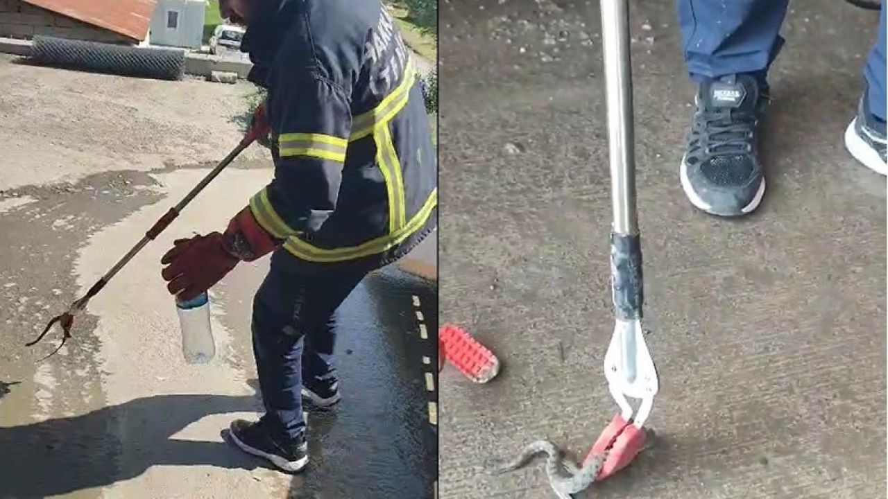 Hakkari’de aracın motor bölmesine giren yılan çıkarıldı