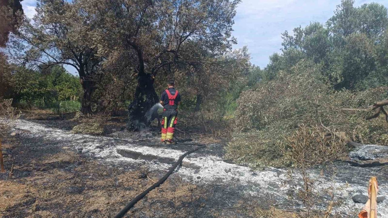 Havran’da zeytinlik yangını