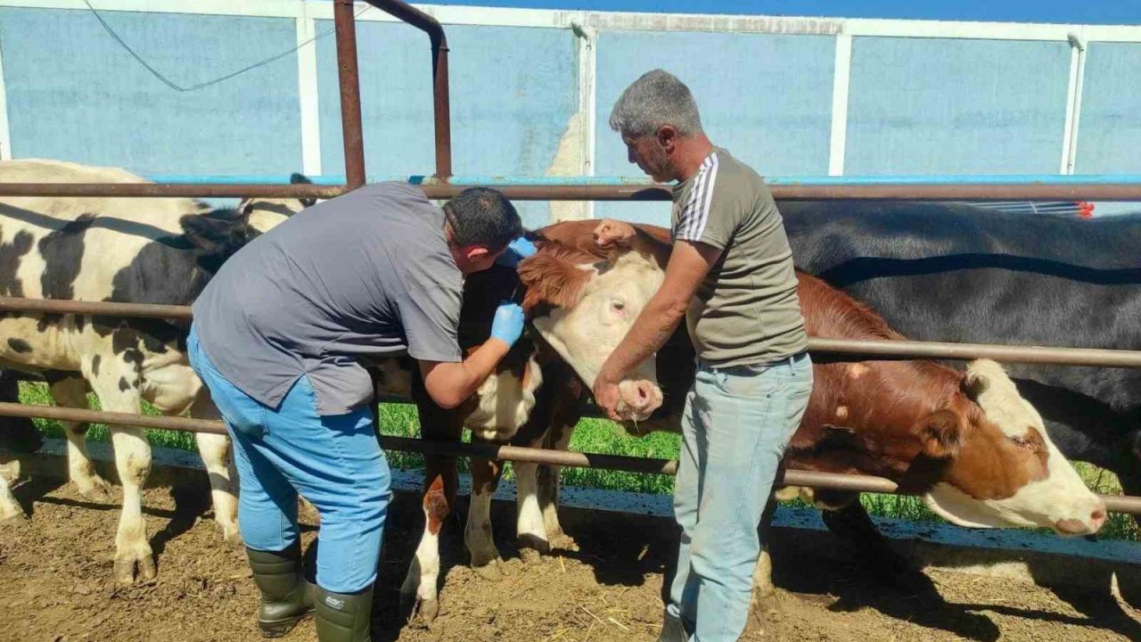 Hayvan sağlığının korunmasına yönelik çalışmalar sürüyor