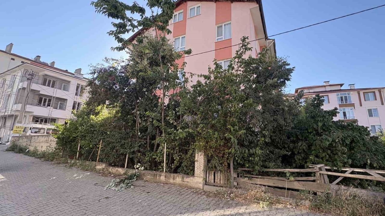 Ihlamur ağacından düşen emekli öğretmen yaralandı