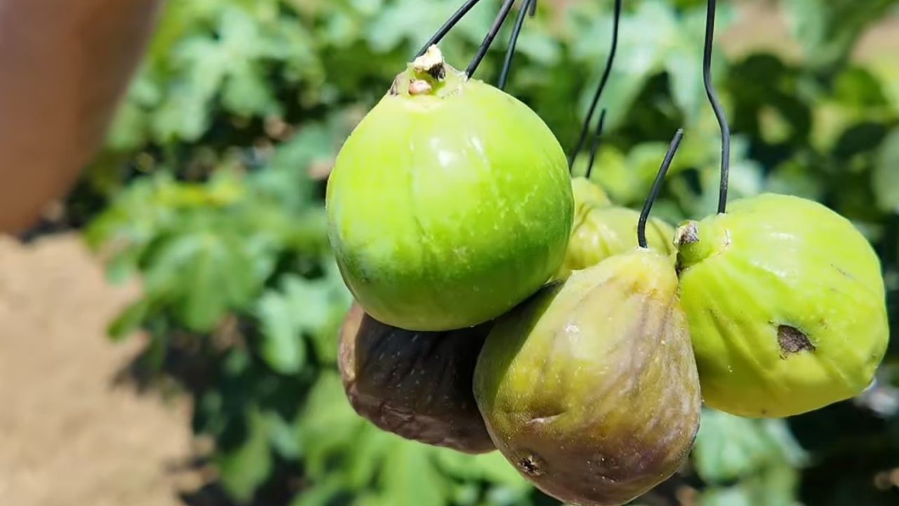 İncirde bereketin sırrı tellere asılıyor