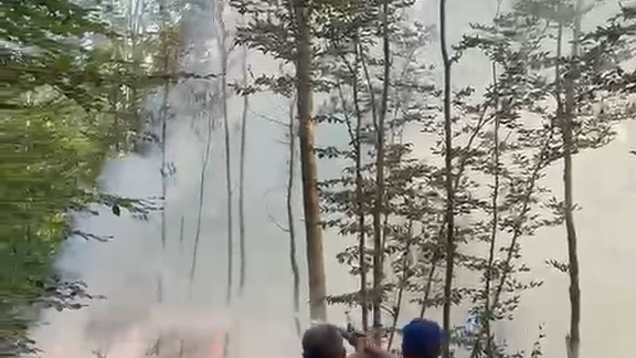 Karacabey’de orman yangını