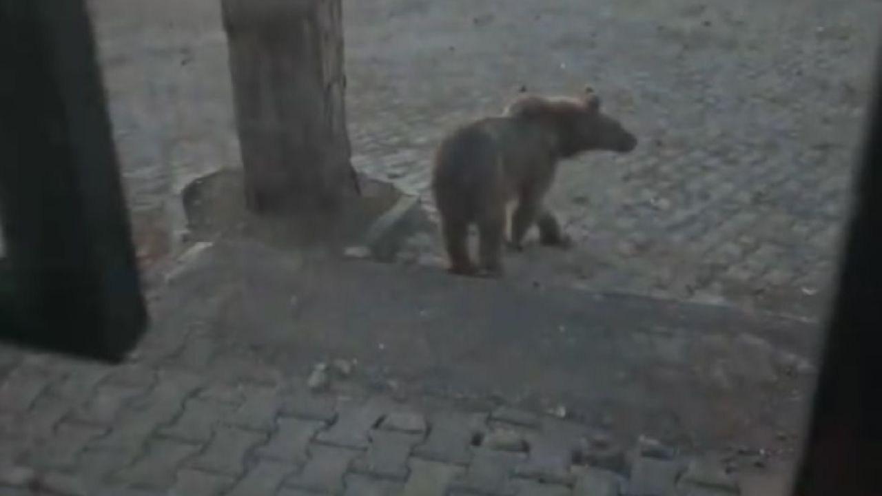 Kars’ta oteller bölgesine inen boz ayıyla vatandaşın diyaloğu gülümsetti