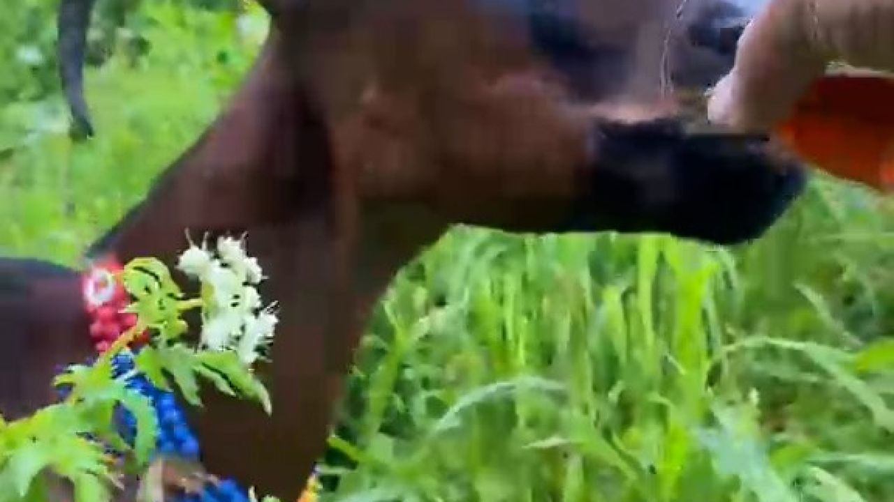 Keçinin bardaktan çay içtiği görüntüler herkesi tebessüm ettirdi