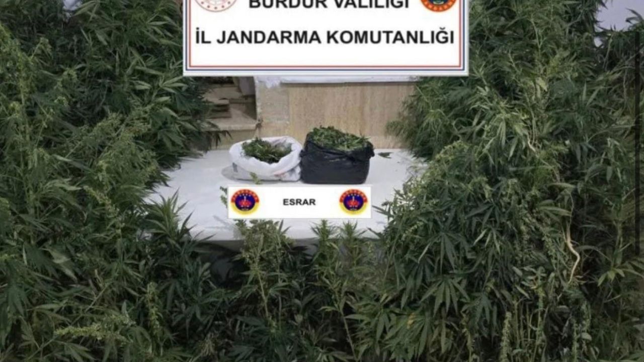 Kenevirleri sularken suçüstü yakalandı