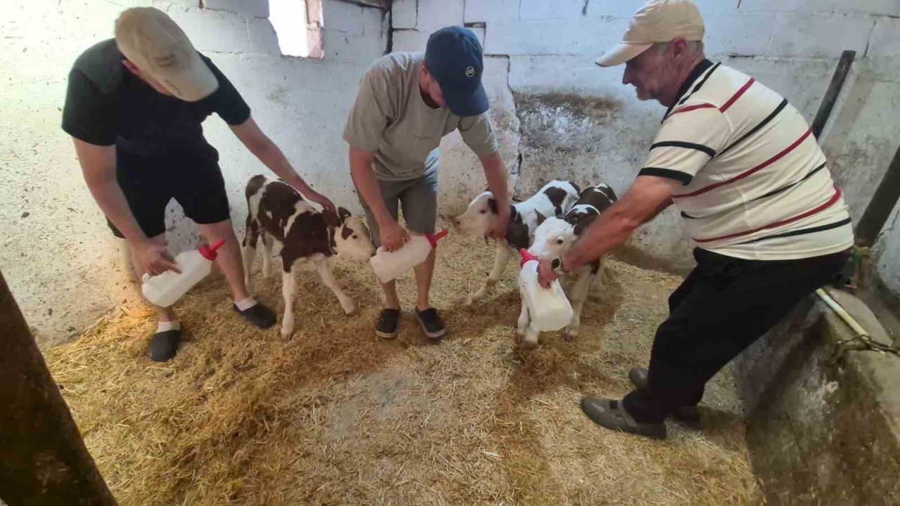 Kırklareli’nde şaşırtan doğum: Bir inek üçüz doğurdu