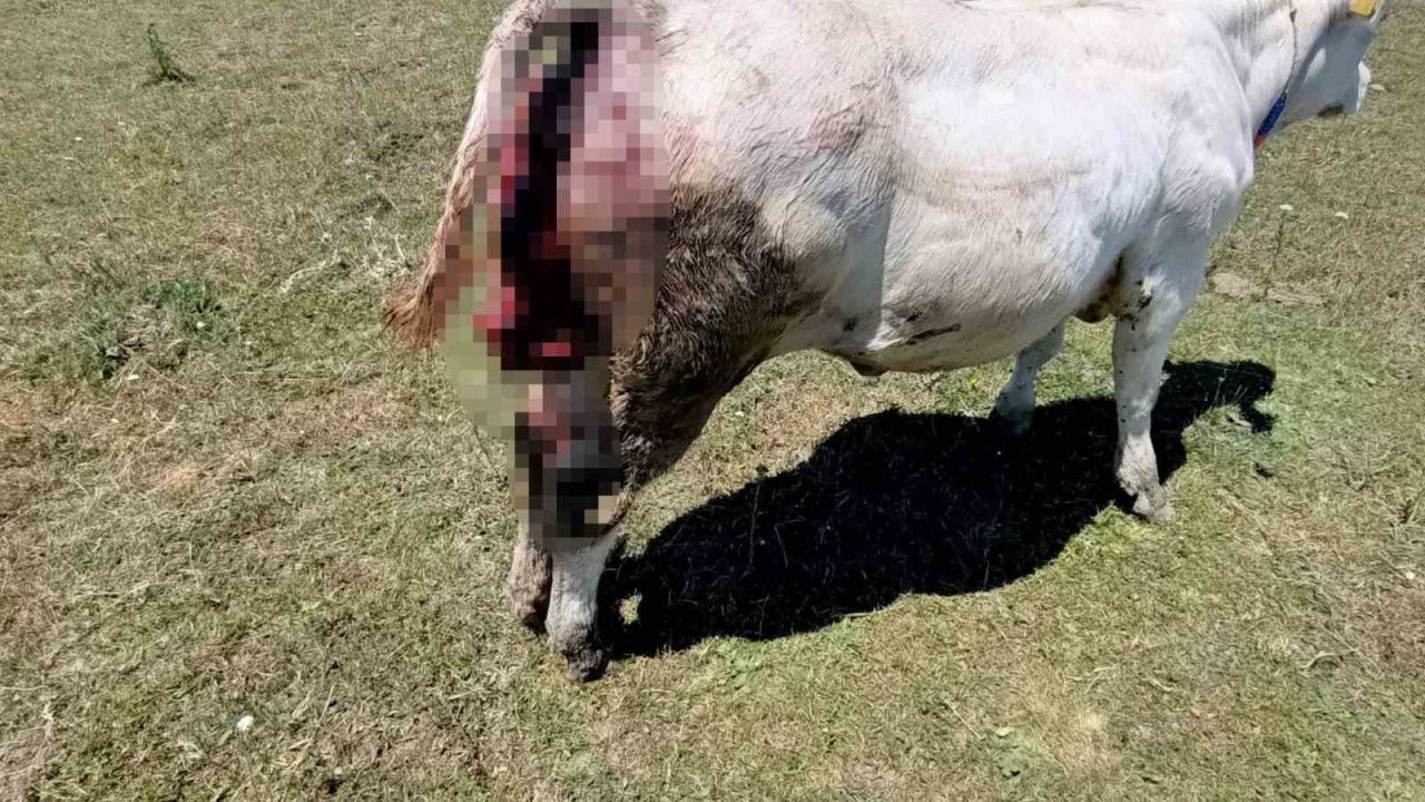 Kovalı Yaylası’nda ayı alarmı: Üreticiler yetkililere seslendi