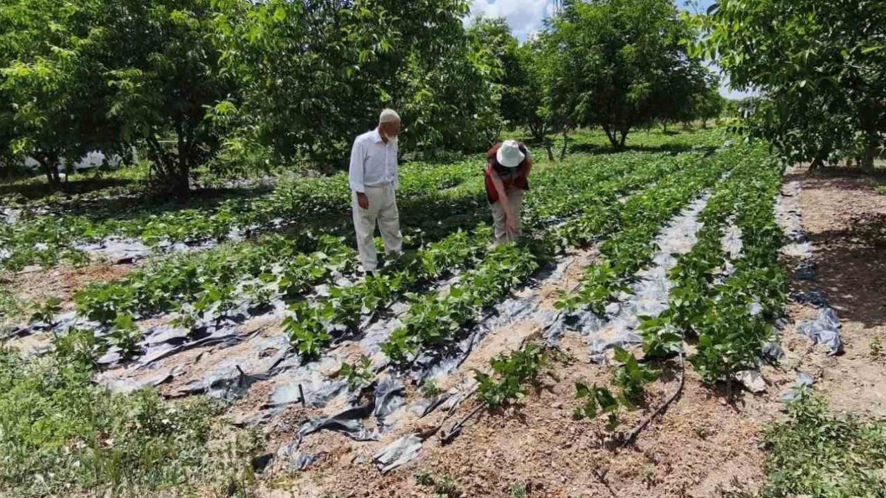 Kütahya’da nohut ve barbunya demonstrasyon alanlarında inceleme