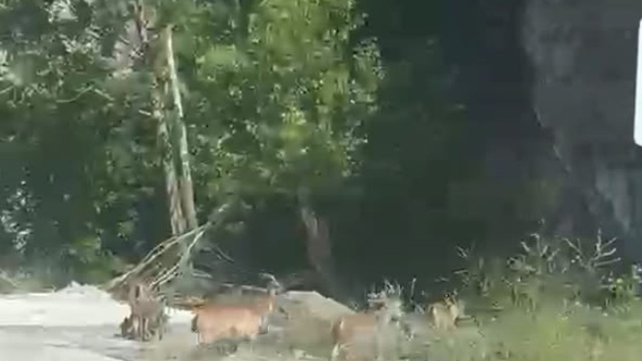 Malatya’da yaban keçileri karayolunda görüntülendi