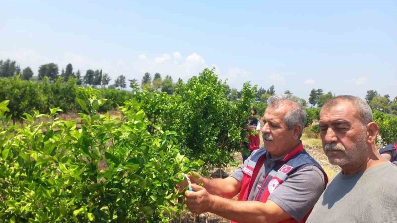 Narenciye bahçelerinde faydalı böcek salımı yapıldı