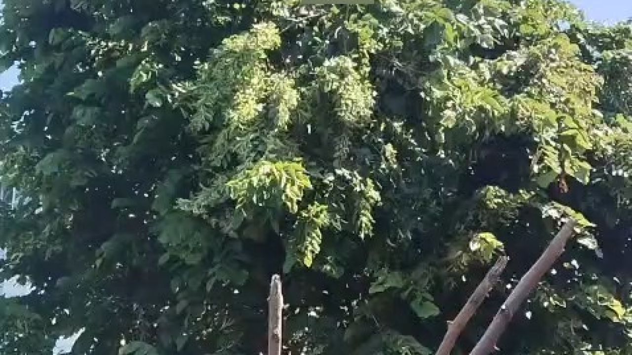 Rize’de ıhlamur toplarken elektrik akımına kapılan vatandaş hayatını kaybetti