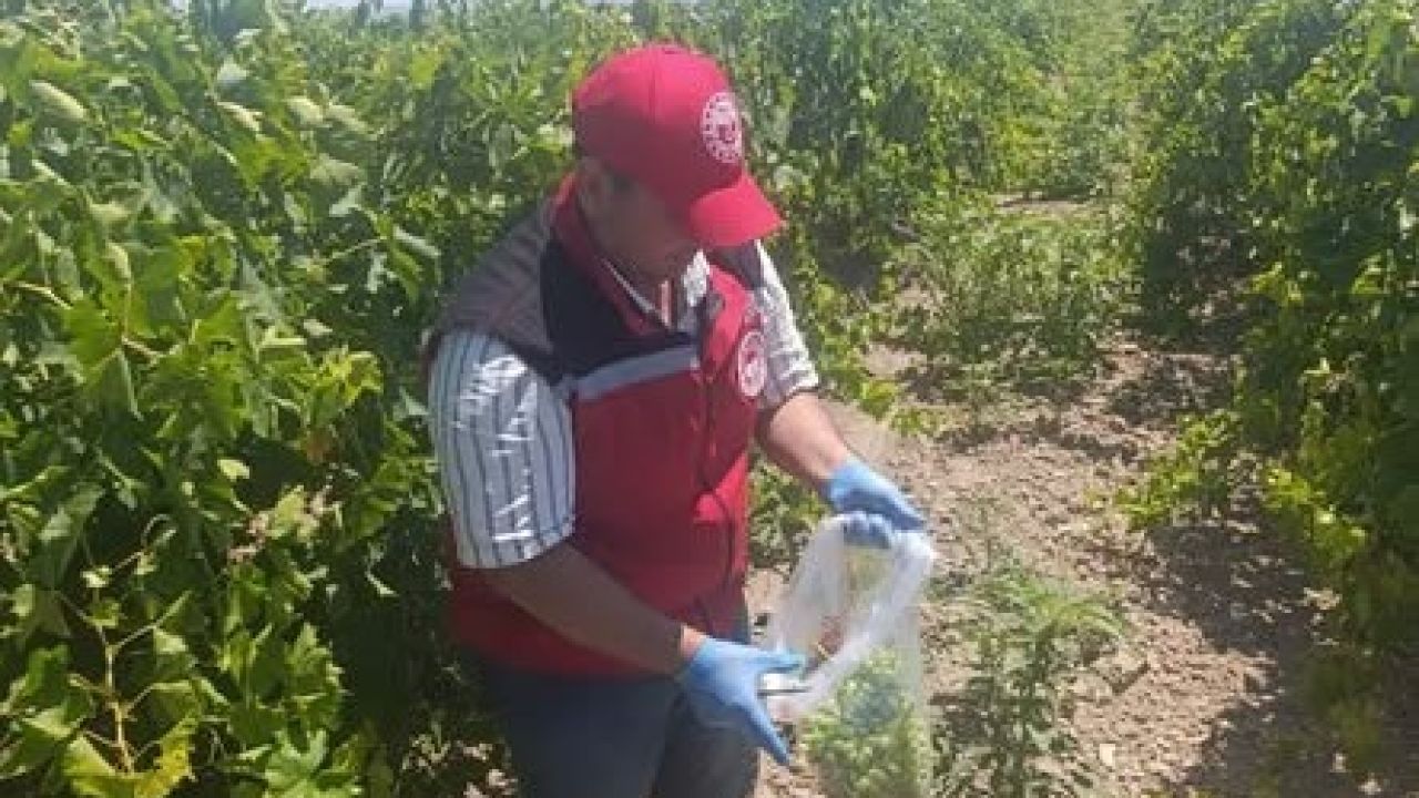 Salihli’de pestisit kalıntısına sıkı denetim