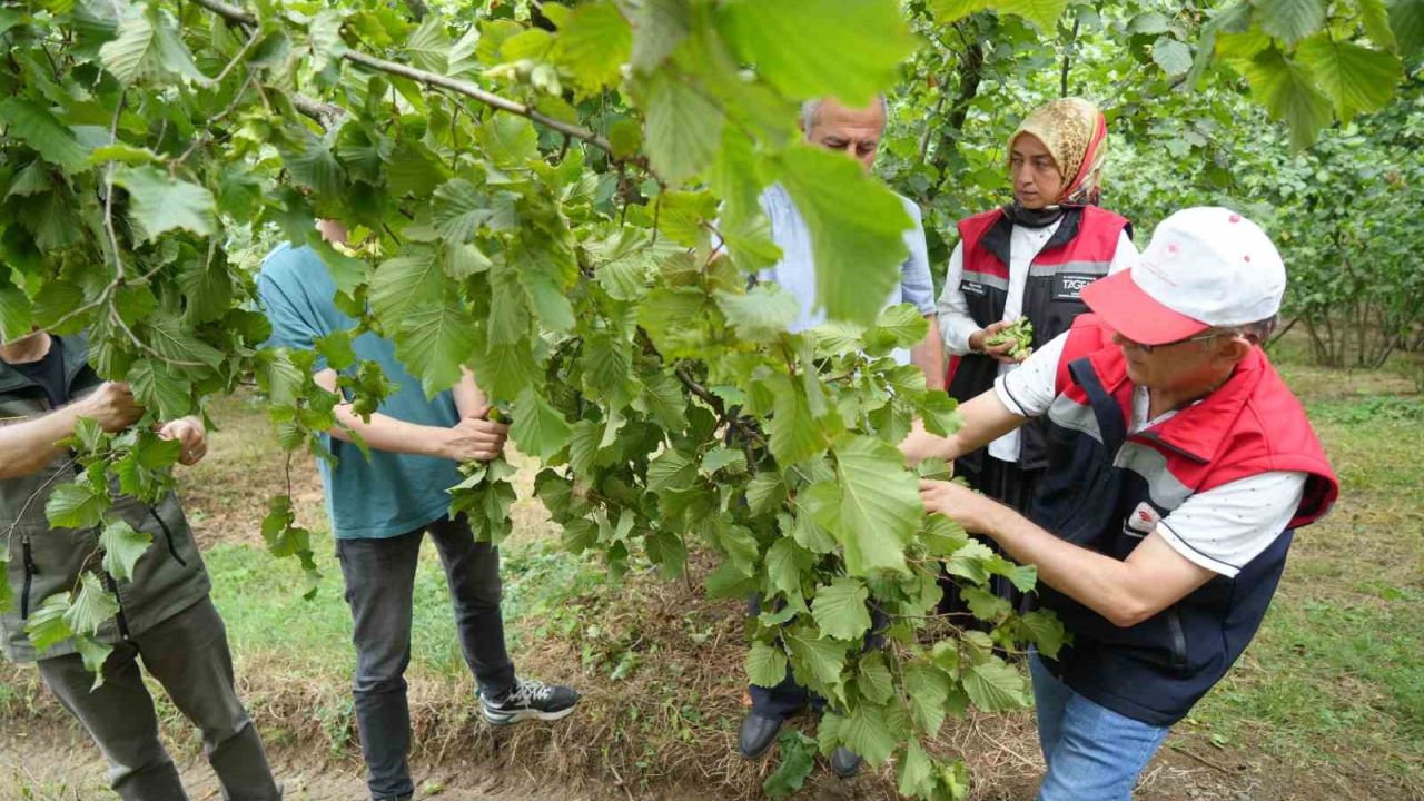 Samsun’da fındıkta rekolte mesaisi: Bahçelerde sayım başladı