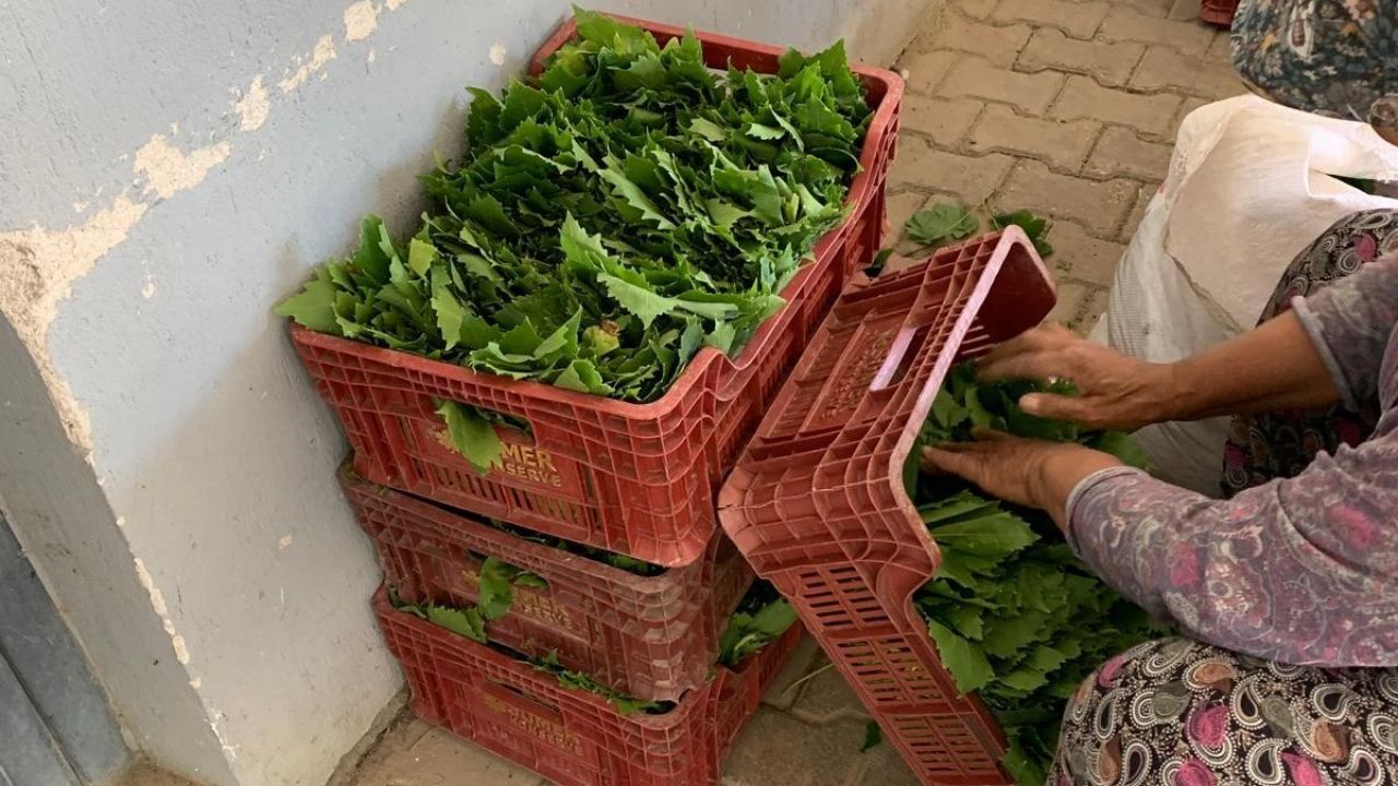 Sarıgöl’de yaprak fiyatları 35-40 TL’ye geriledi