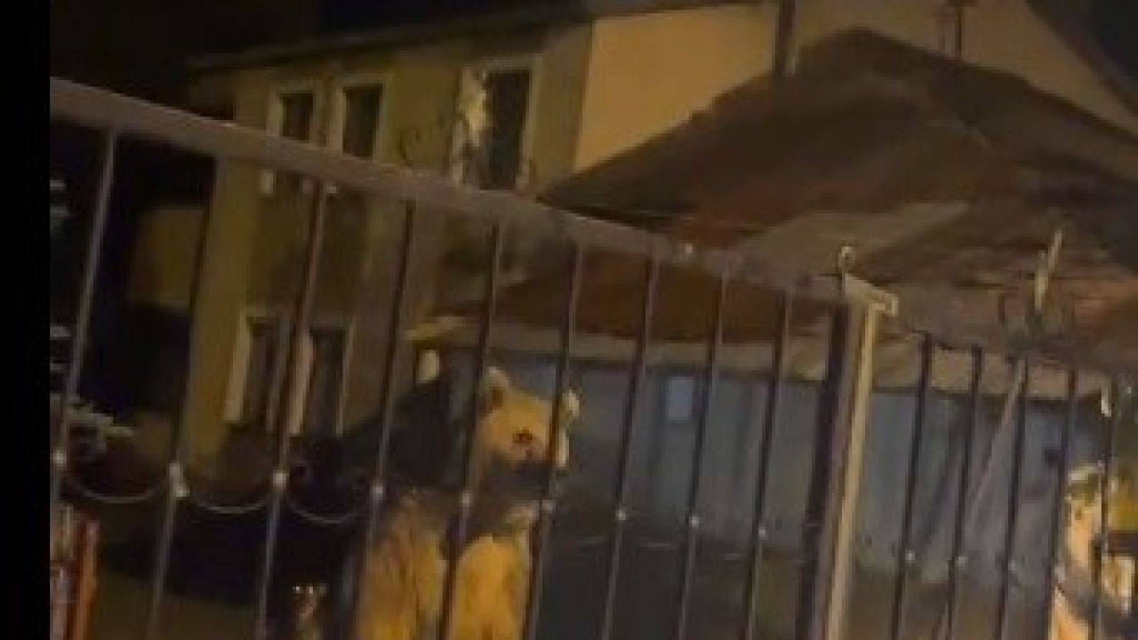 Sarıkamış’ta bu kez roller değişti: Vatandaş dışarıda bekledi, ayılar bahçede misafir oldu