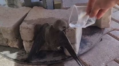 Sıcaktan bitkin düşen ebabil, su ile yeniden hayata tutundu