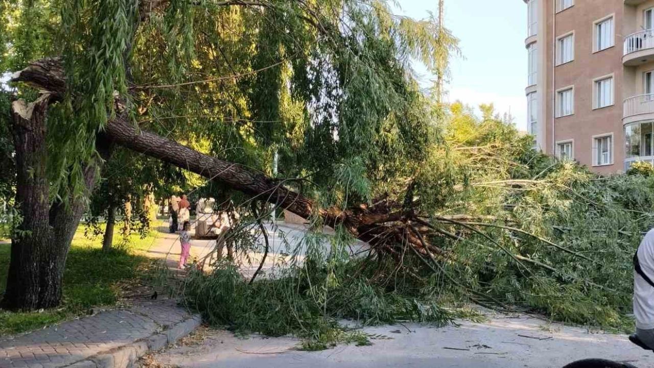 Şiddetli rüzgar parktaki ağacı devirdi