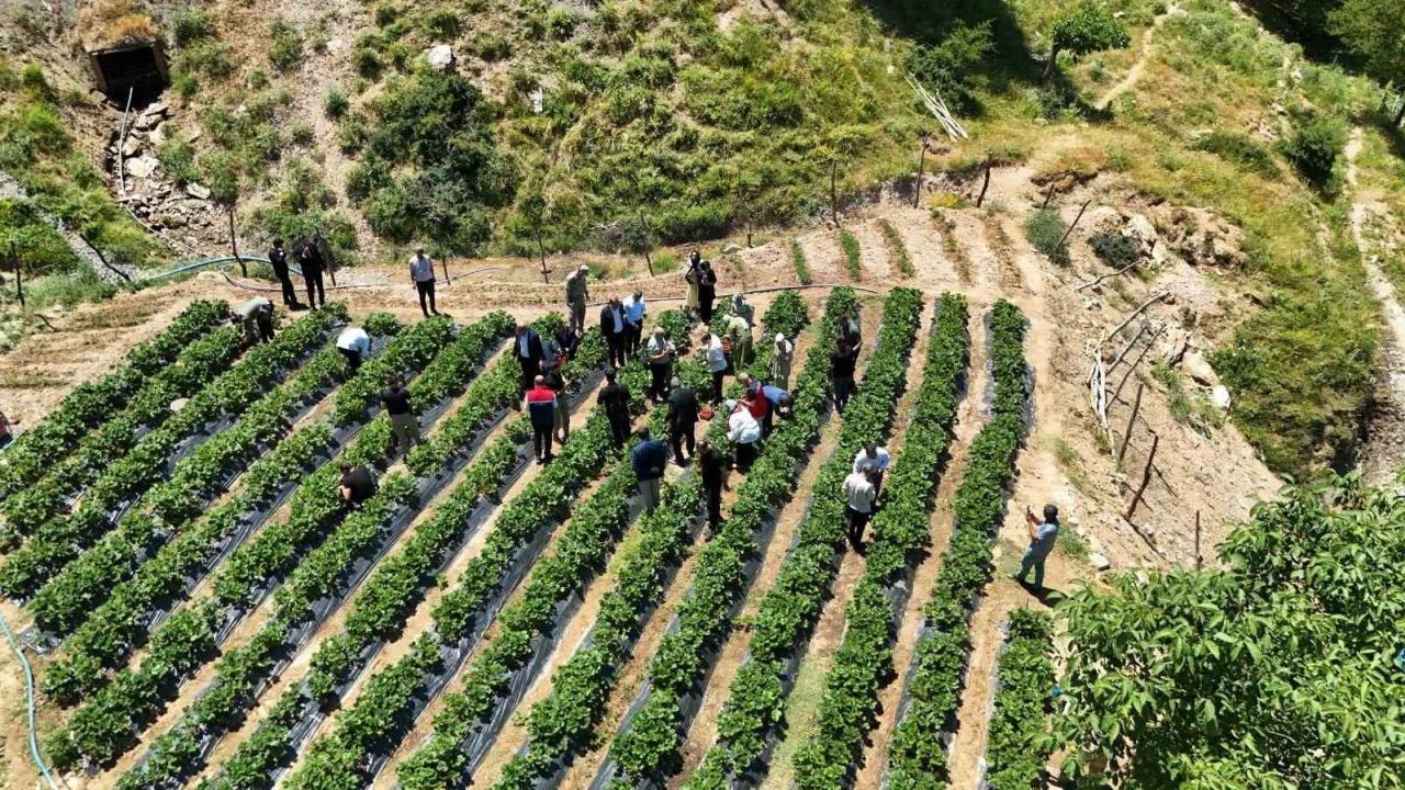 Siirt’te çilek hasadı