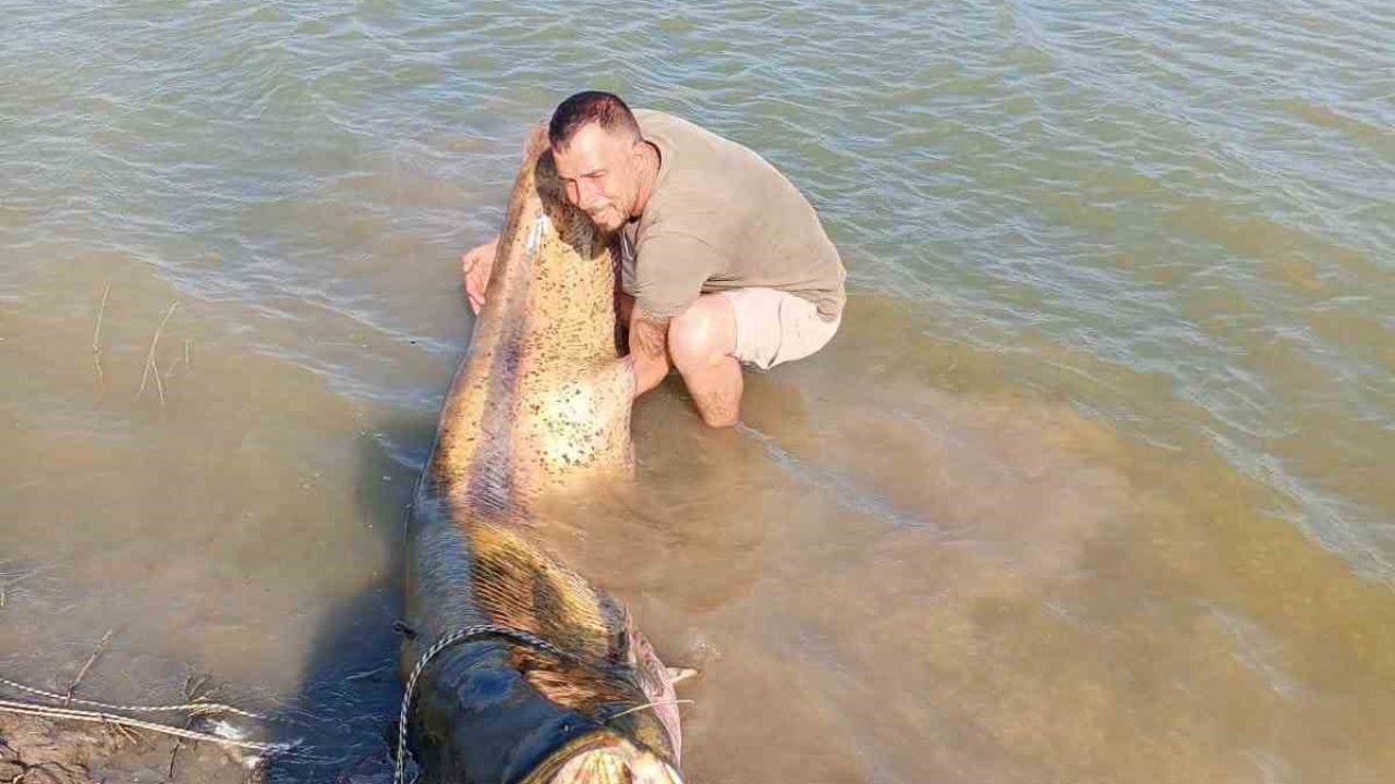 Tekirdağ’da 157 kiloluk yayın balığı yakalandı