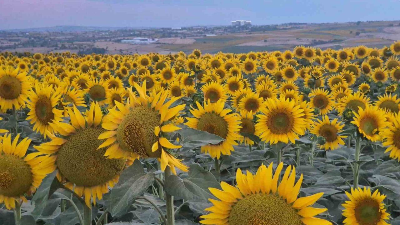Tekirdağ’da ayçiçeği tarlaları görsel şölene dönüştü