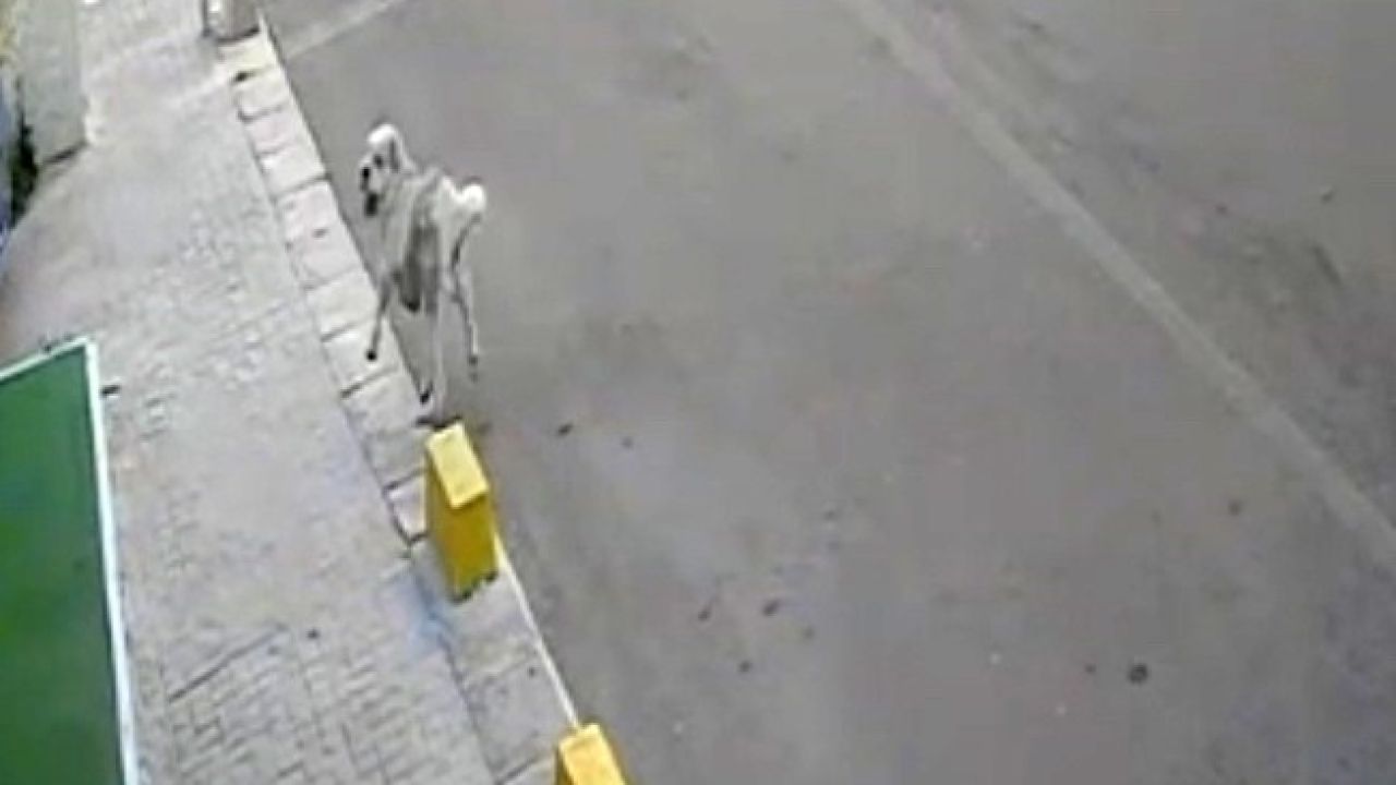 Tekirdağ’da mahallenin maskotu Yumak’a araba çarptı