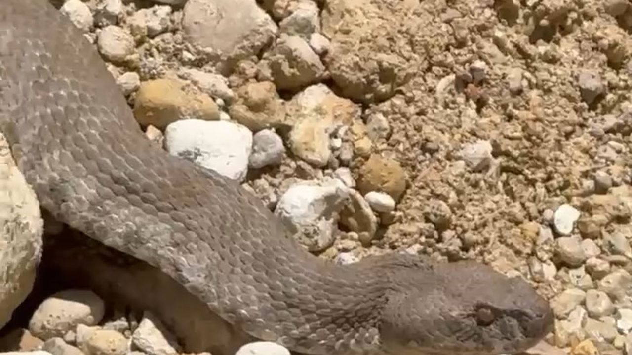 Tunceli’de koca engerek yılanı görüntülendi