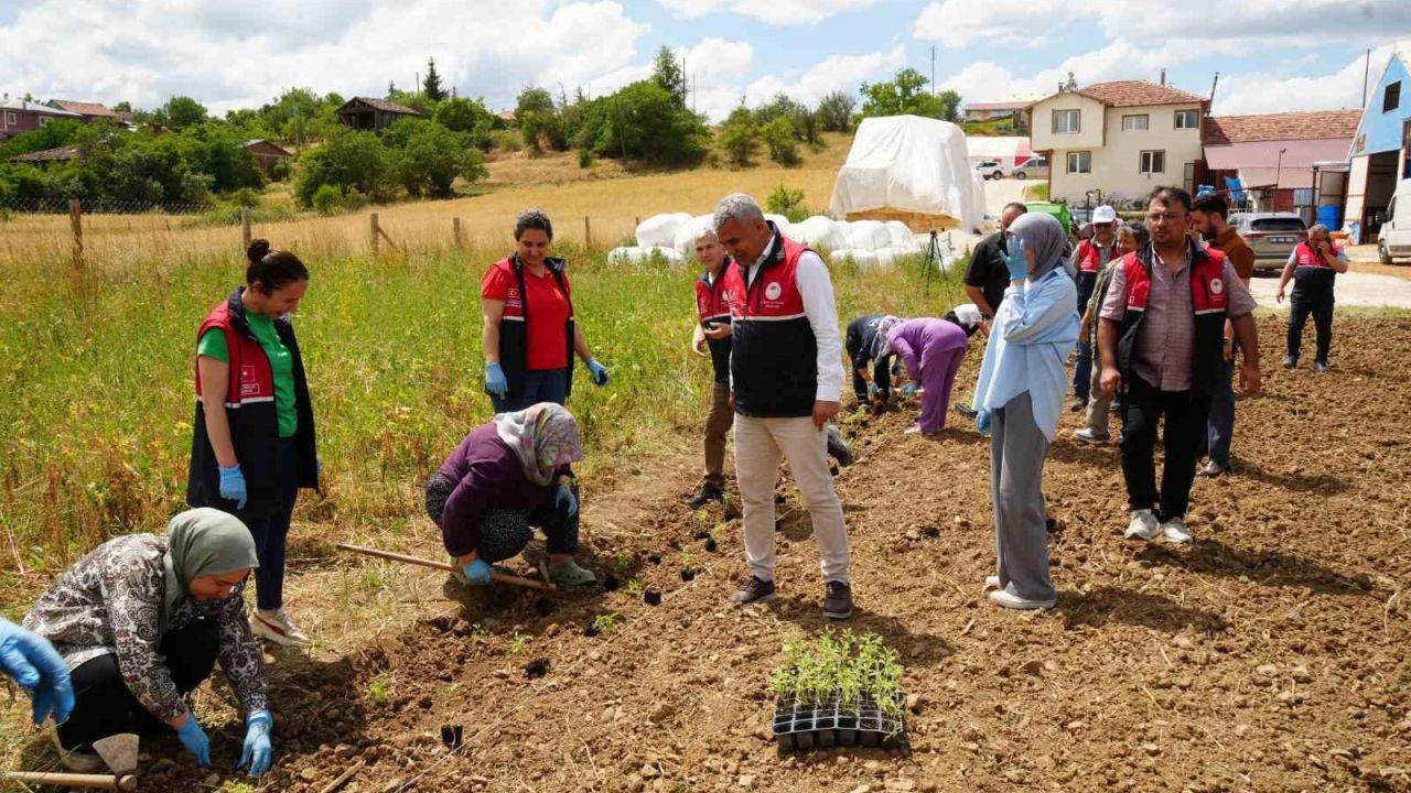 Üniversite serasında üretiliyor: Çiftçilerin geliri aromatik bitkilerle artacak