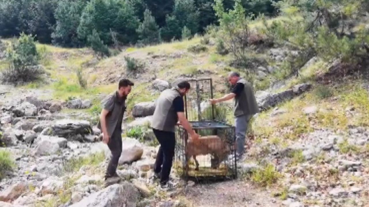 Yaralı dağ keçisi tedavisinin ardından doğaya bırakıldı